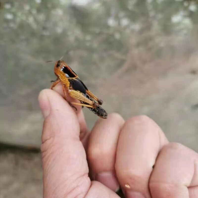 oimg蚂蚱蝗虫丁蜢蚱蜢活虫东亚飞蝗画眉鸟食虫子蝎子胡蜂饲料爬虫宠物