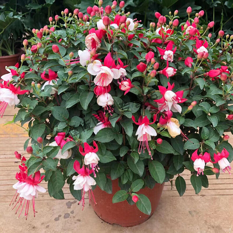 金钟盆栽灯笼花带花苞重瓣吊钟花阳台室内庭院绿植花卉 白色培育盆 含