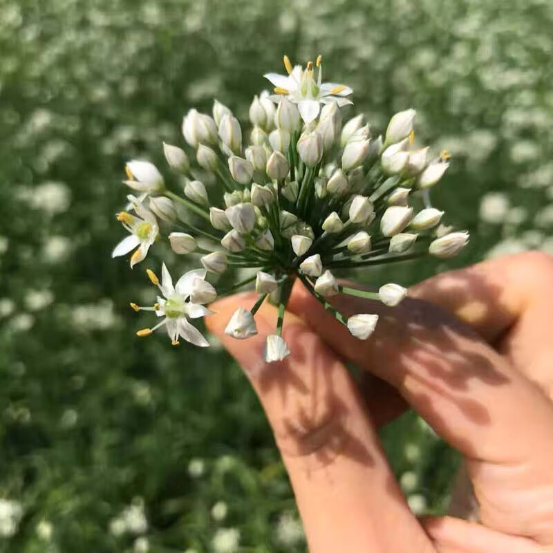 26年头茬韭菜花新鲜蔬菜现摘现发冰鲜到家韭花新鲜韭菜花韭花花菜 2斤