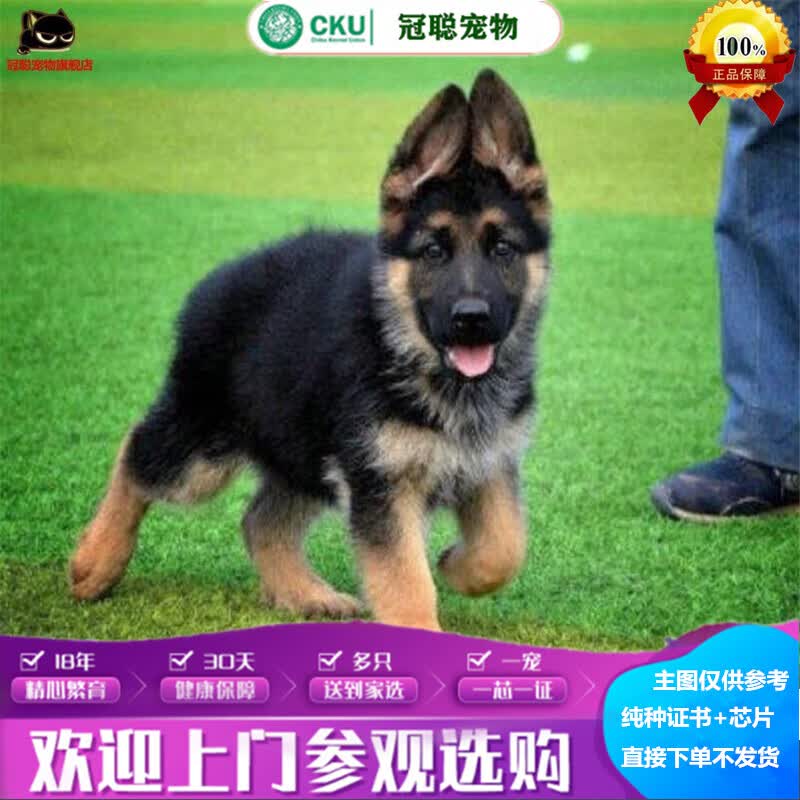 冠聪纯种德国牧羊犬活体幼犬狼狗--弓背狼青锤系德牧狼狗宠物狗活体