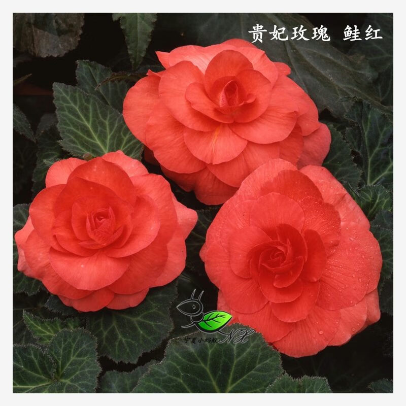 花俊进口球根海棠种子 四季春秋播办公室内阳台盆栽易种花卉种 ,贵妃