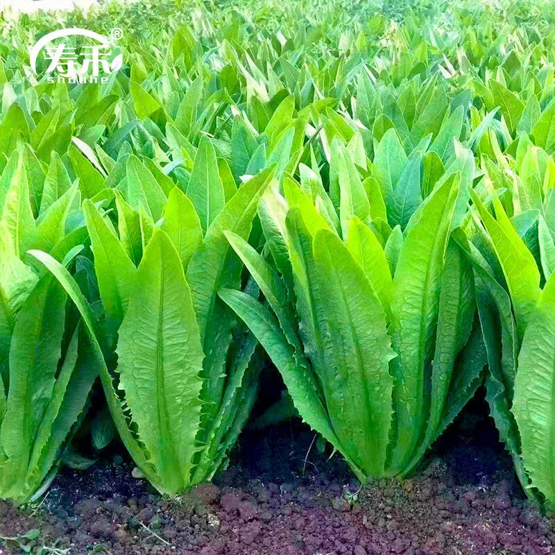 大全种子菠菜冬天的蔬菜批发家庭种植冬季蔬菜种籽子 油麦菜种子 50g
