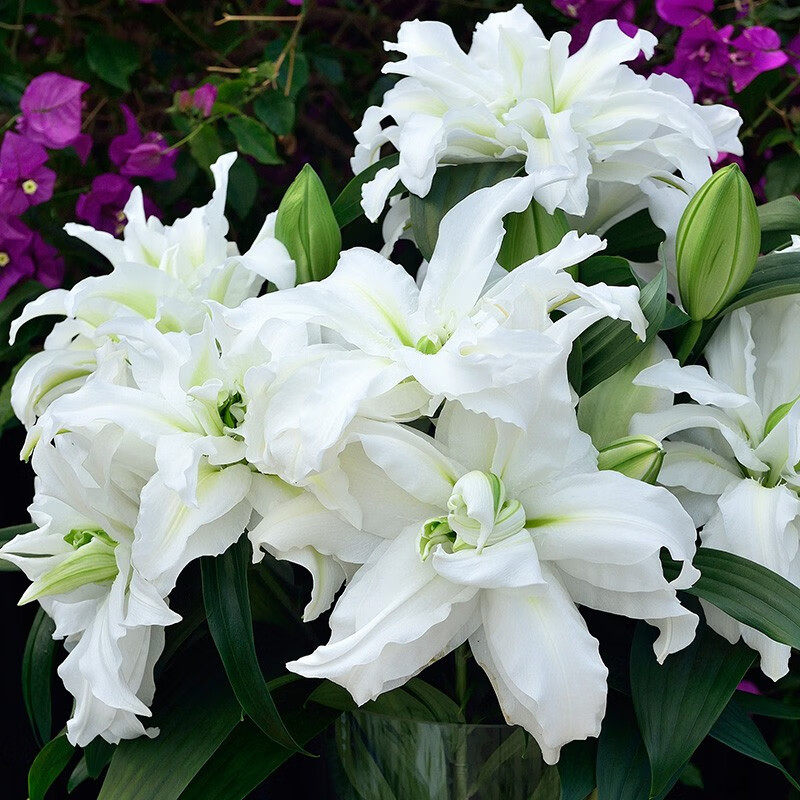 ��Խ��HONGYUE��2026�������ڰٺ�����3��װ��ˮ�ٺϻ�԰ͥԺ�����������Ԥ�� ���ذ���ζ�������ٺ�3�򡿰�ɯ  (13/15) 12.8Ԫ