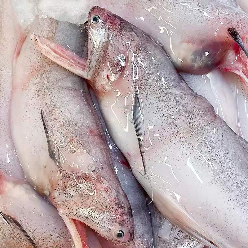 六鲜钓海 龙头鱼新鲜豆腐鱼九肚鱼海鲜活【顺丰冷链】 超大号豆腐鱼无