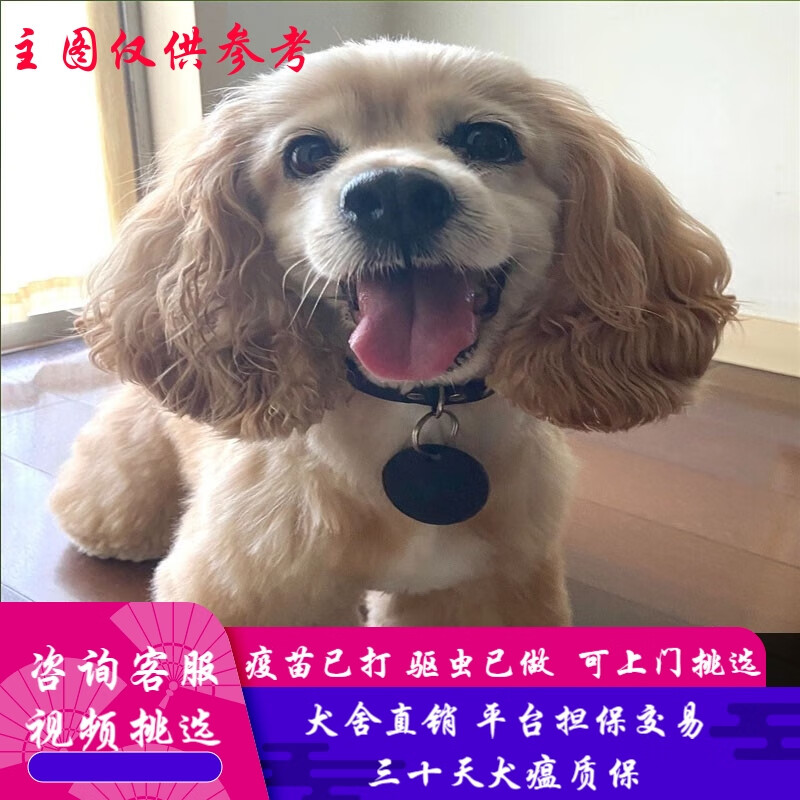 桓瑞宠物 纯种宠物狗狗活体可卡犬幼犬幼崽中型犬 宠物级a款 公