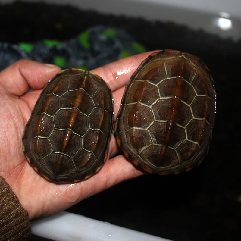【龟龟爬天下】外塘中华草龟黑腹金线情侣宠物活体墨龟水陆两栖观 7-8
