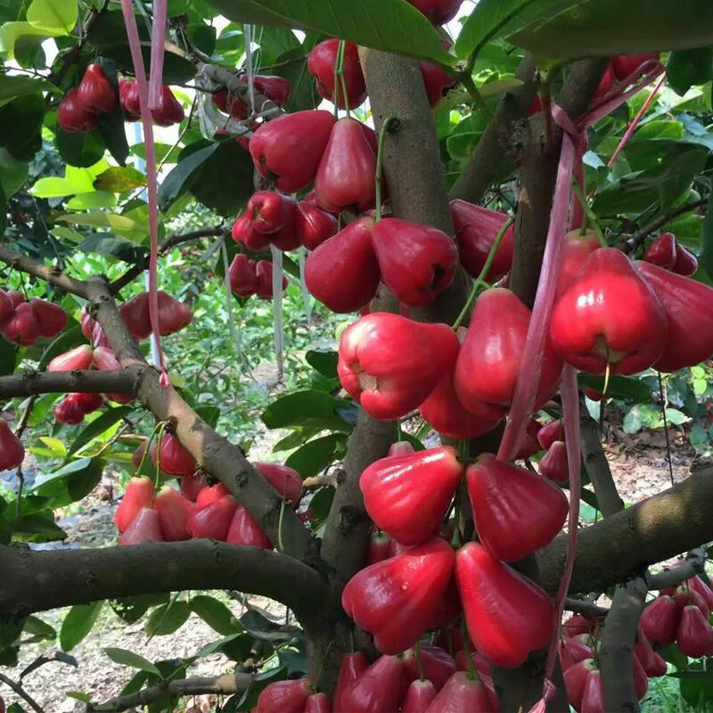 桂钦农莲雾树苗盆栽大叶红飞弹莲雾苗黑金刚莲雾苗黑糖芭比莲雾果树苗