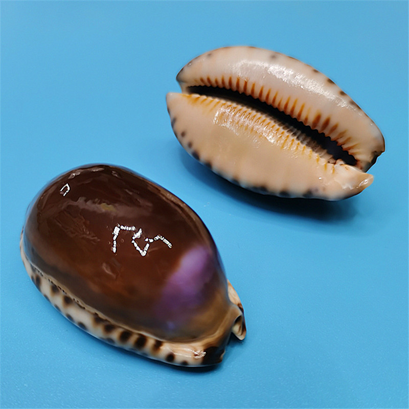 鱼缸水族造景装饰地中海家居收藏小摆件精致 紫色大紫宝螺4-5厘米1个