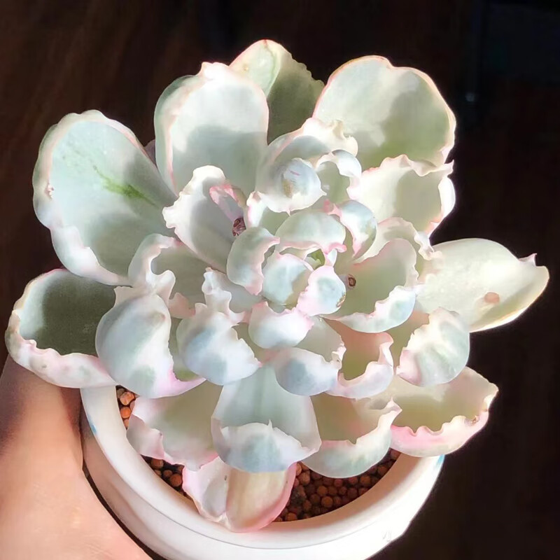 七抒彩色高级多肉植物伯克利锦老桩锦稀有办公室内花卉盆栽阳台 单桩