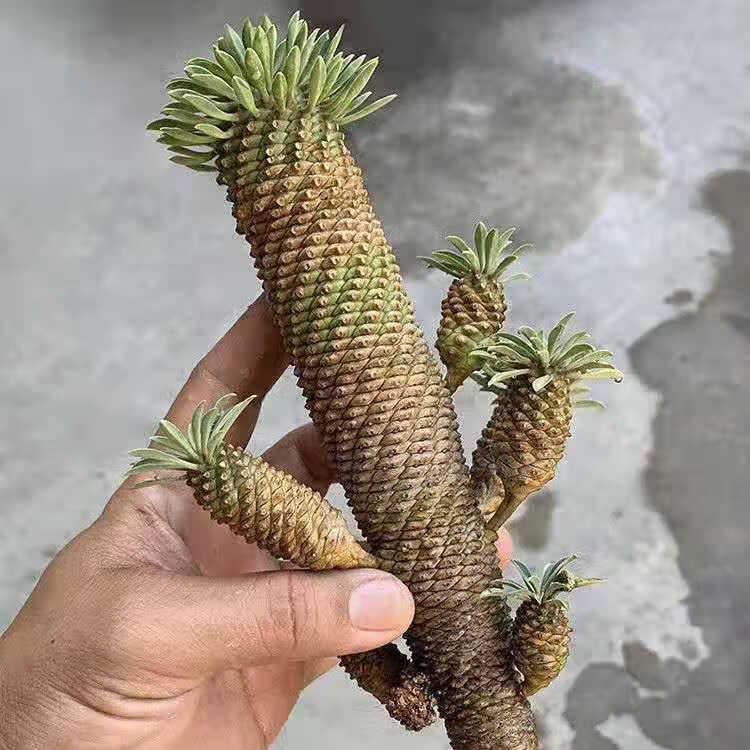 铁甲麒麟峨眉山大戟科块根多肉绿植保护眼睛绿植麦桑荷 单头峨眉山2cm