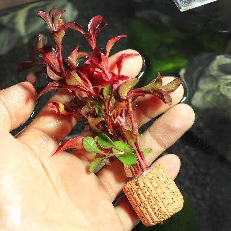 过滤材料小鱼缸造景装饰活体水草植物套餐无需水草泥 红波定植10个