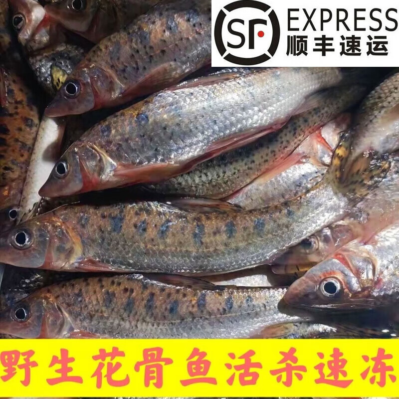 lism顺丰速运花骨鱼船钉鱼重唇鱼麻鱼季花鱼土凤鱼吉花鱼 花骨鱼2斤
