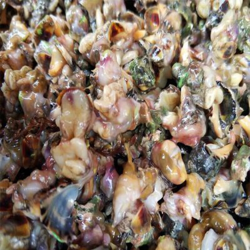 望蓝川福建霞浦特有碎螺肉苦螺肉海螺肉油泼螺肉 500g