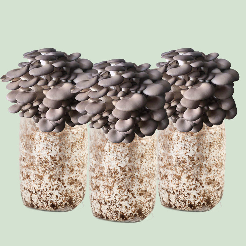 菌菇菌种菌棒平菇秀珍菇家庭室内自己种植园艺角 袋装4【品种随机】无