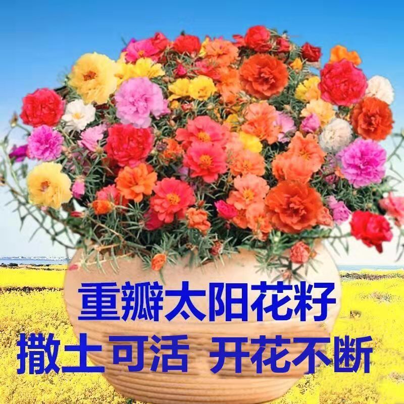 大爱婧骑重瓣太阳花 花种子开花不断易活种籽四季开花花籽庭院阳台