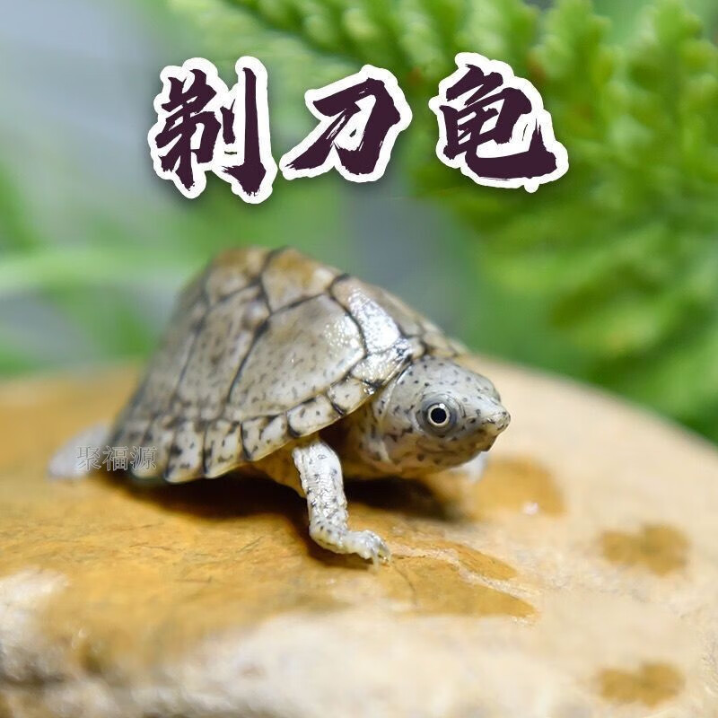 查异宠活体商品价格的App哪个好|异宠活体价格走势