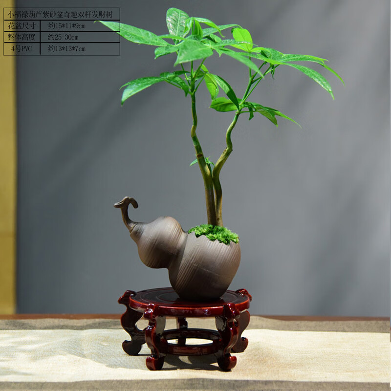小福禄葫芦紫砂盆奇趣双杆发财树 带盆栽好
