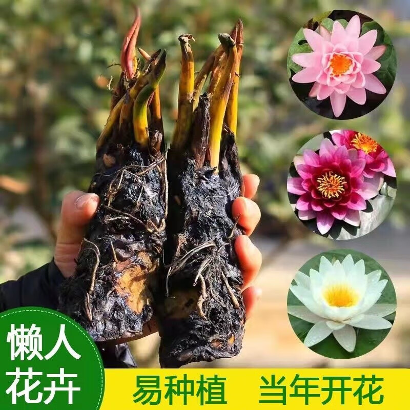 绿植盆栽商品历史价格查询|绿植盆栽价格比较