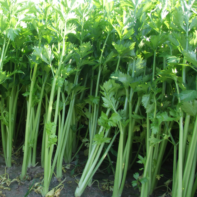 红人迷芹菜种籽四季小香芹种子本地高产春夏秋冬季盆栽青菜种孑蔬菜