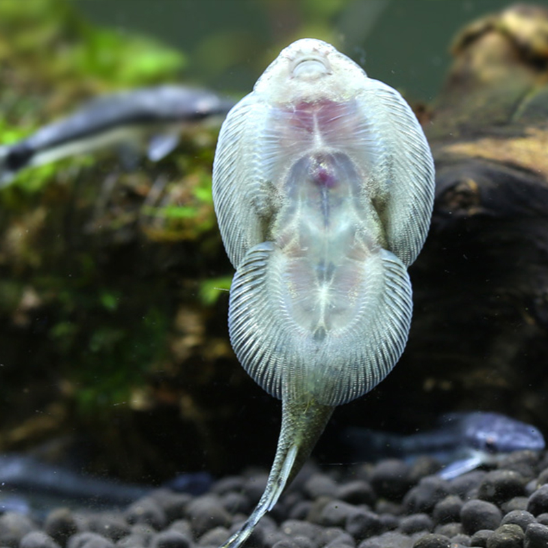 双吸盘鳅小提琴爬岩鳅除藻鱼 华吸鳅观赏鱼活体 琵琶鳅鱼3cm-4cm2条装