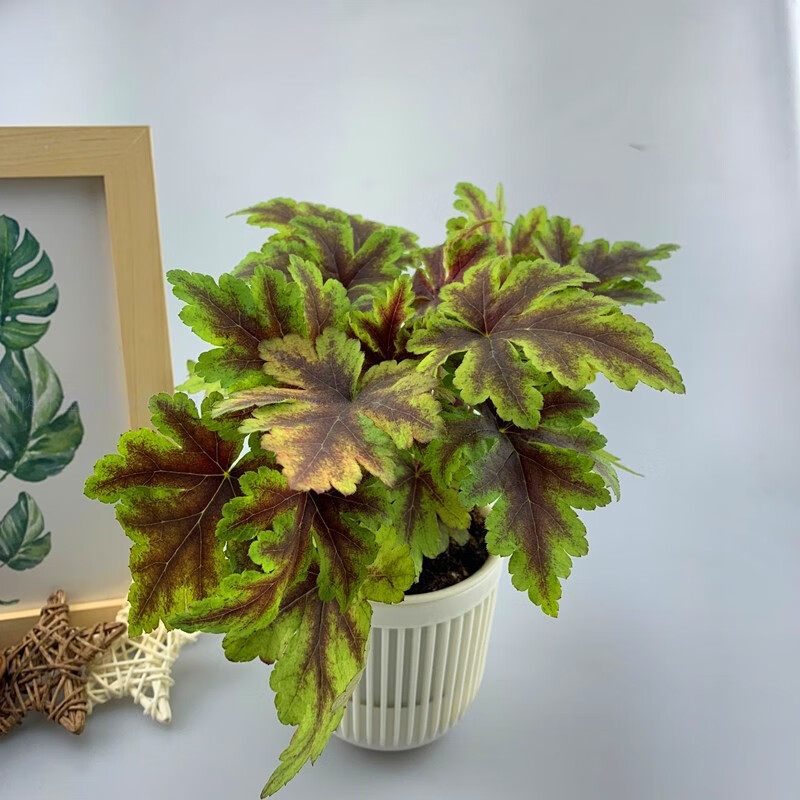 婩菊彩色矾根盆栽观叶植物室内外阳台花园耐寒花卉多年生矾根花 矾根