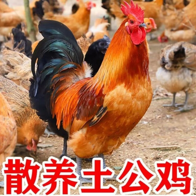 华香春正宗农家散养大公鸡土鸡整只笨公鸡现杀走地鸡生鲜 6斤 农村散