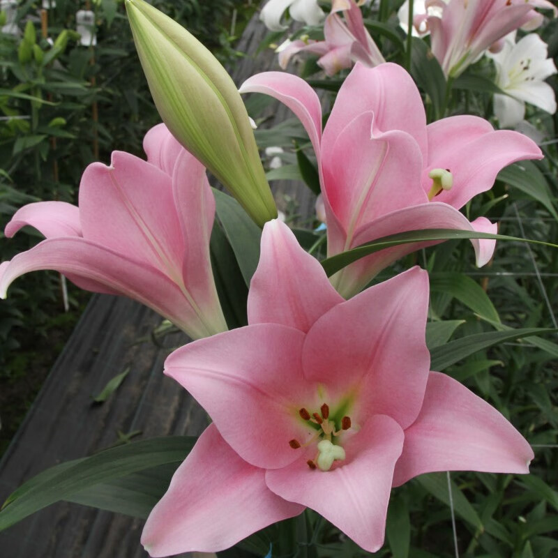 һ԰װڰٺLOļԵԶ 16-18cm3