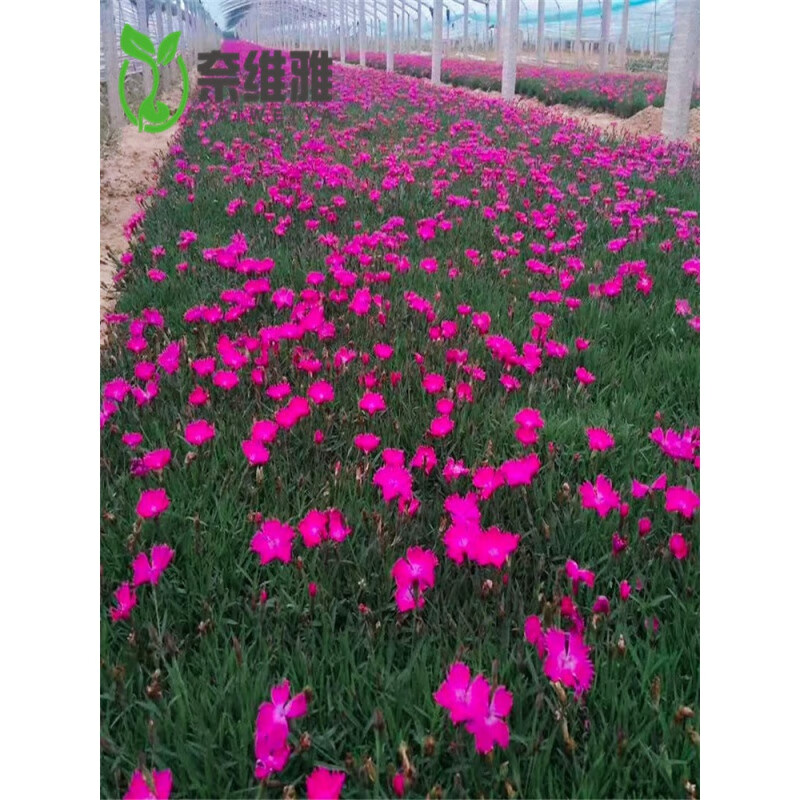 花乡古韵欧石竹花种初吻五彩石竹种子草坪常夏石竹花籽