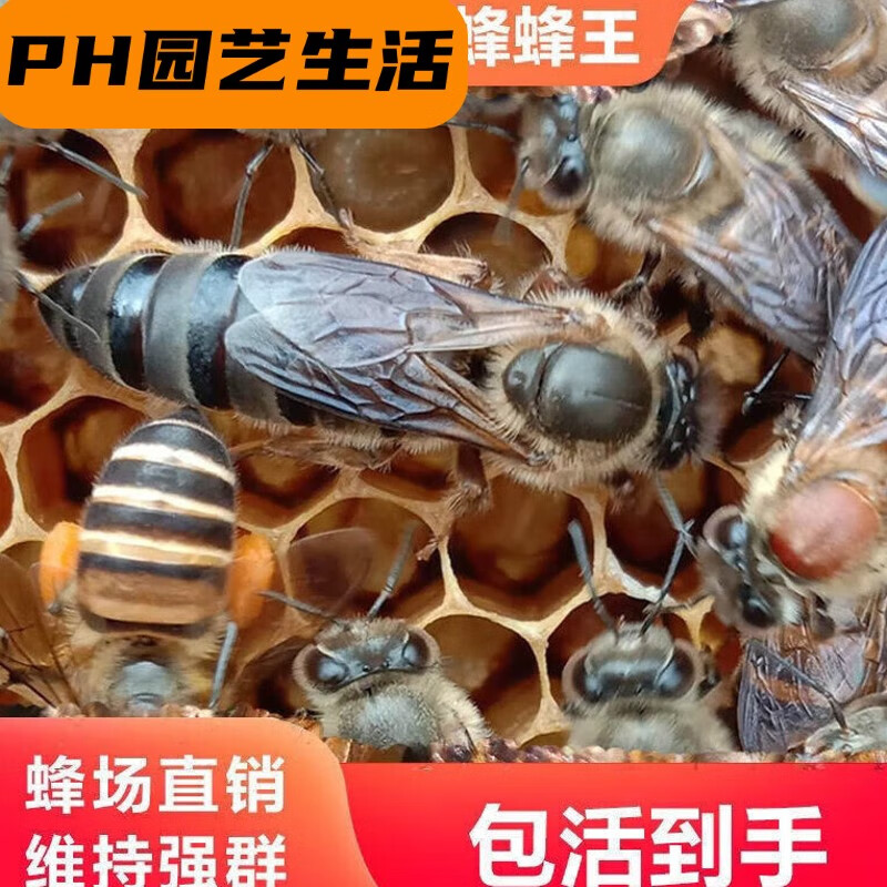 理沙星树中蜂蜂王新土蜂广西蜜蜂活体产卵王杂交阿坝双色开产王热买中 土蜂王怎么看?