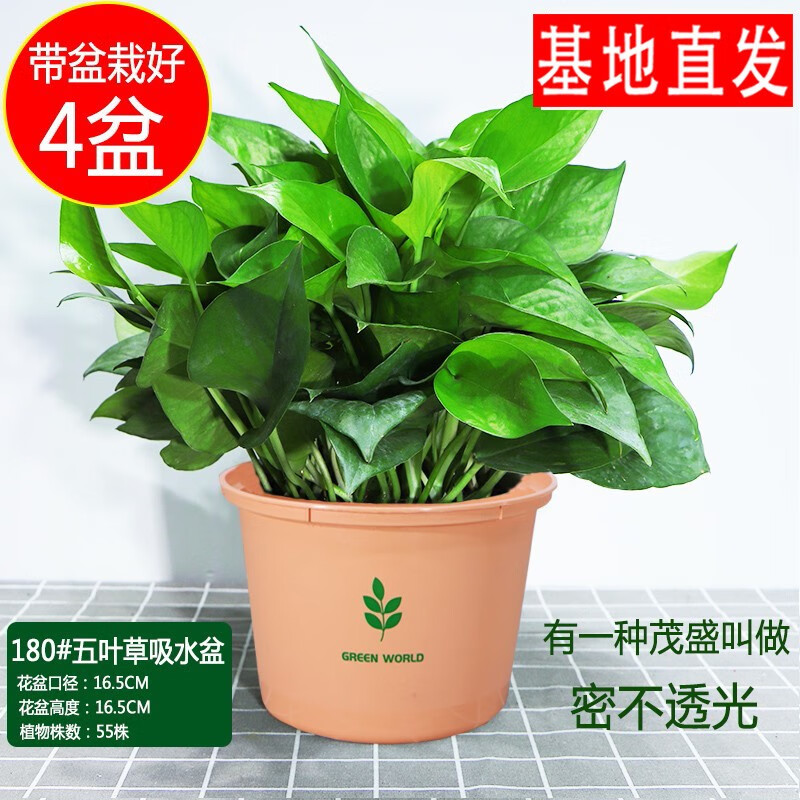 绿植盆栽报价走势|绿植盆栽价格历史