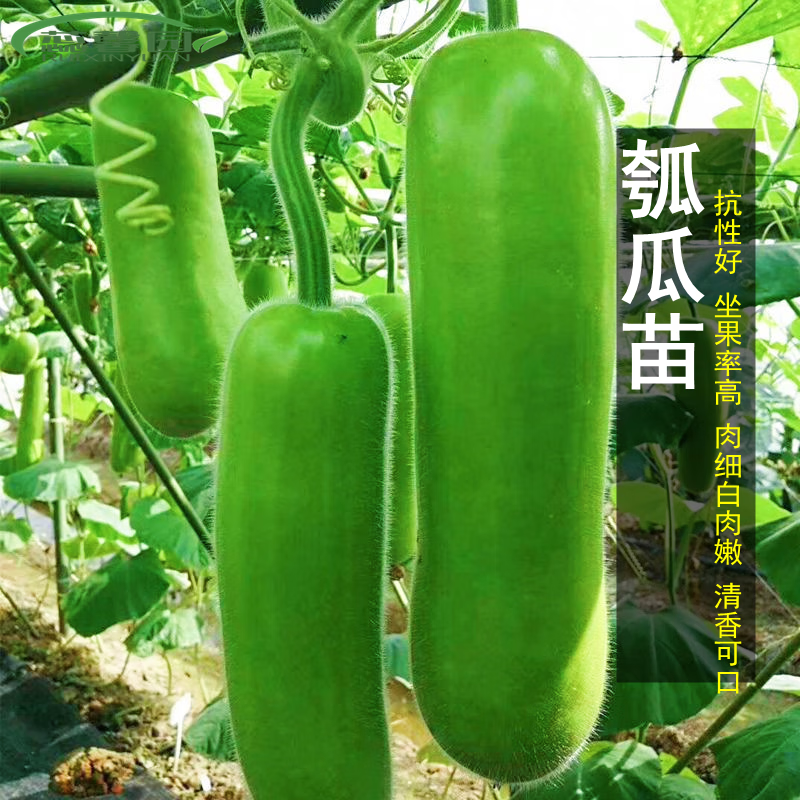 百婉集 瓠子瓜苗瓠瓜苗超嫩肉厚短棒南瓜苗瓜苗葫芦苗四季盆栽秧苗