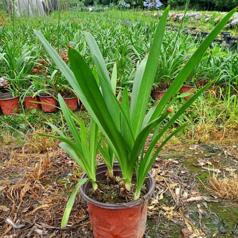 江影清百子莲一盆多苗四年苗多年生常绿阳台庭院露台花花镜卉植物盆栽