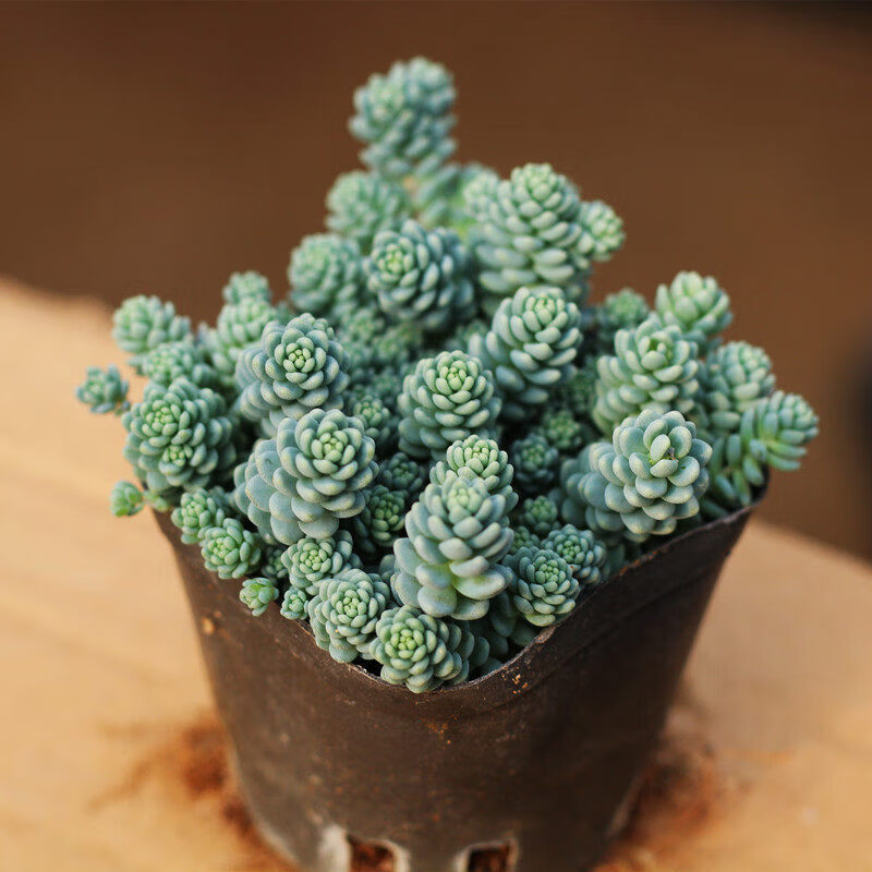 桌面有花多肉植物组合盆栽绿植花卉旋叶姬星美人带盆大颗好养群生老桩