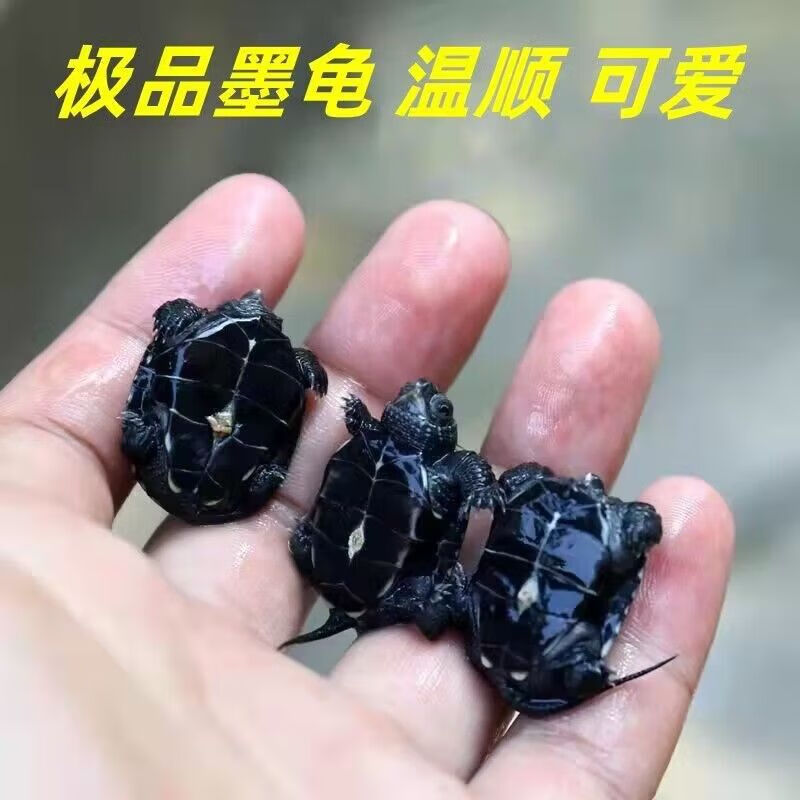 全黑顶墨小乌龟活物观赏宠物中华草龟深水墨龟苗金线情侣龟公公 纯血统顶墨一只母+免费龟粮 10克墨龟专用龟粮（没有龟）