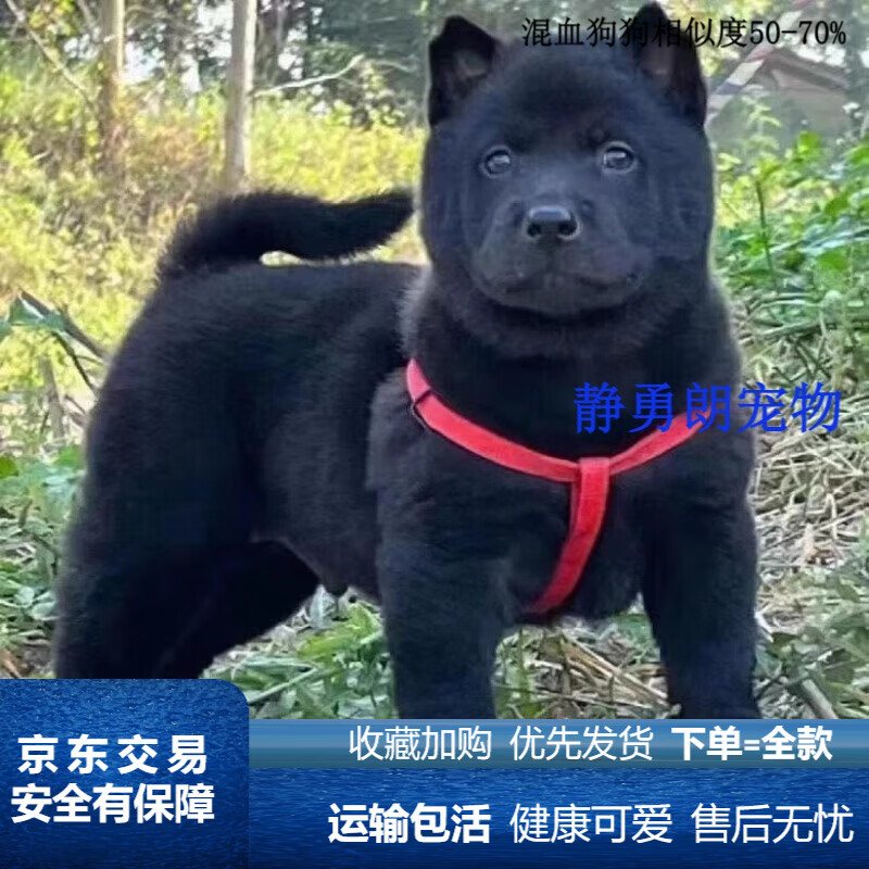 领养黑犬土狗活物赶山犬土狗看家护院看门犬中华田园犬 田园级 黑犬 公母备注 两个月左右