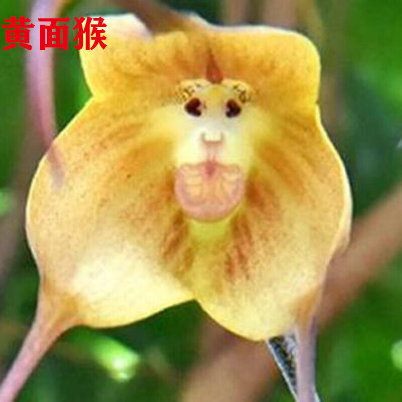 CLCEY兰花苗猴面兰猴脸兰风来花兹易开花易养活浓香型花卉x办公室Z内绿 黄面猴 不含盆