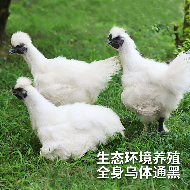 温氏供港乌骨鸡1kgx2只正宗农村土鸡农家谷物喂养走地乌鸡月子汤煲汤 乌骨鸡800g（两只）