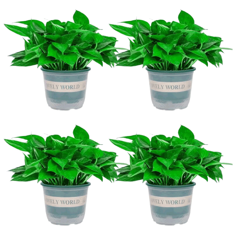 行湘绿萝盆栽水培绿植新房除甲醛植物 180#加仑盆4盆+吸水盆 源头直发