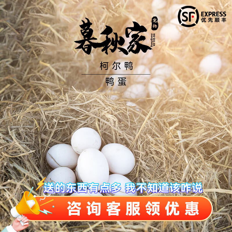 暮秋小主网红柯尔鸭受精蛋宠物鸭可达鸭活体鸭蛋科尔鸭幼崽纯荷兰柯尔