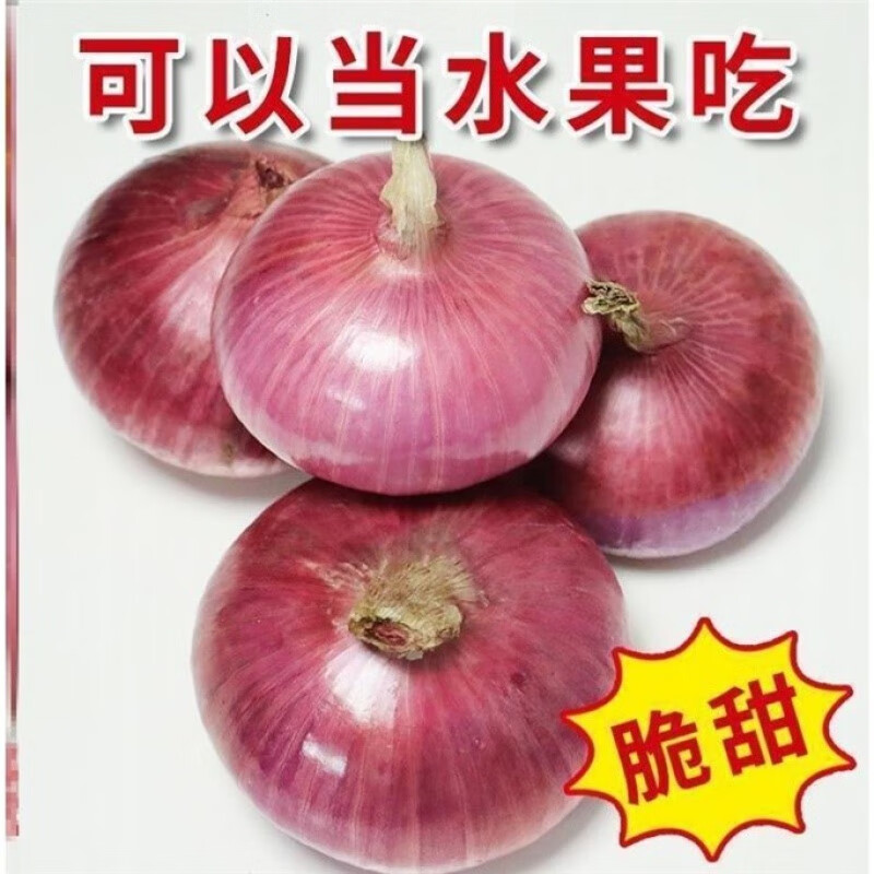 采缇【洋葱现货】紫皮洋葱生吃的河南特产水果紫皮洋葱9斤水果 1000g