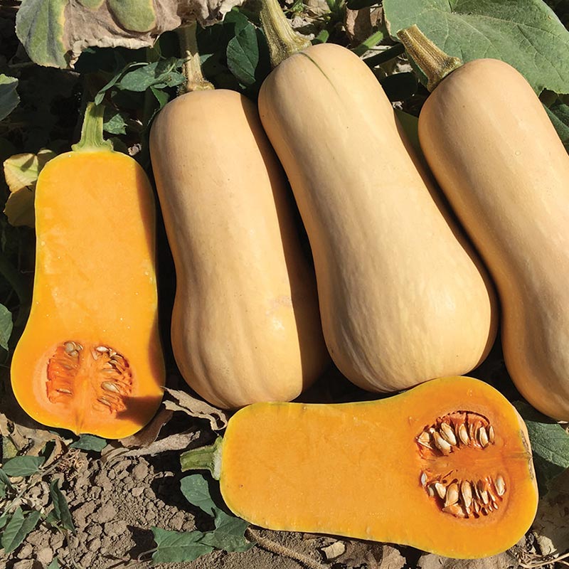 和利农利农1号奶油南瓜种子甜糯蜜本南瓜种籽春季四季蔬菜苗孑 利农1