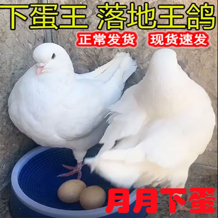 仟芸纯种落地王鸽子活物一对特大型瓦灰下蛋种鸽青年鸽幼鸟类肉鸽