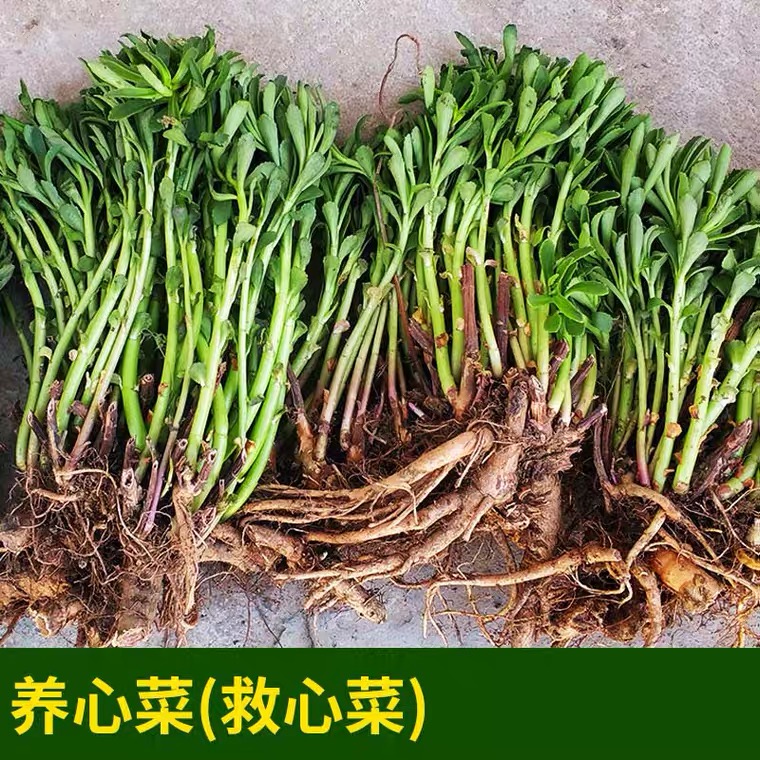 东北富硒景天三七粉高钙养心粉 养心菜 不含添加救心草 费菜