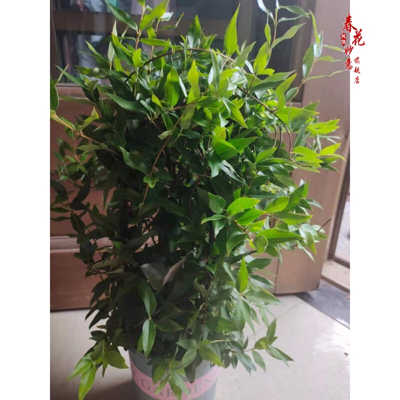 法国香水藤盆栽室内飘香藤茉莉开花爬藤植物花期带花苞