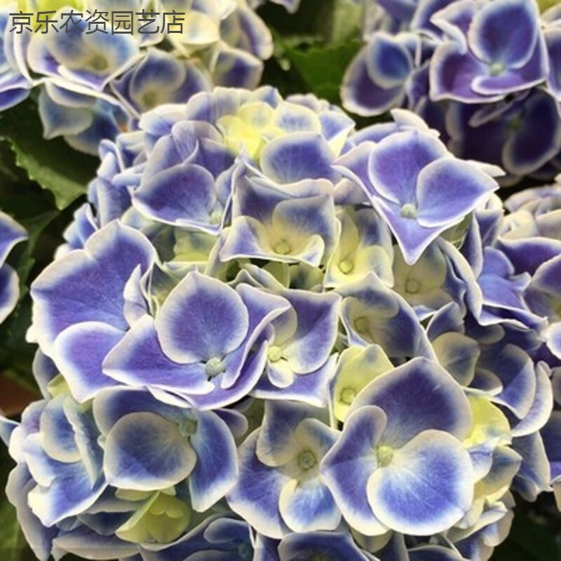 蒙娜丽莎【老桩】开花爆满 不含盆