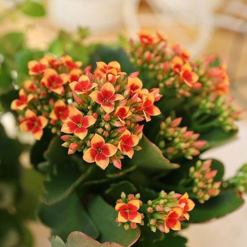 长寿花盆栽重瓣花苗带花苞大花植物室内阳台桌面绿植四季开花好养