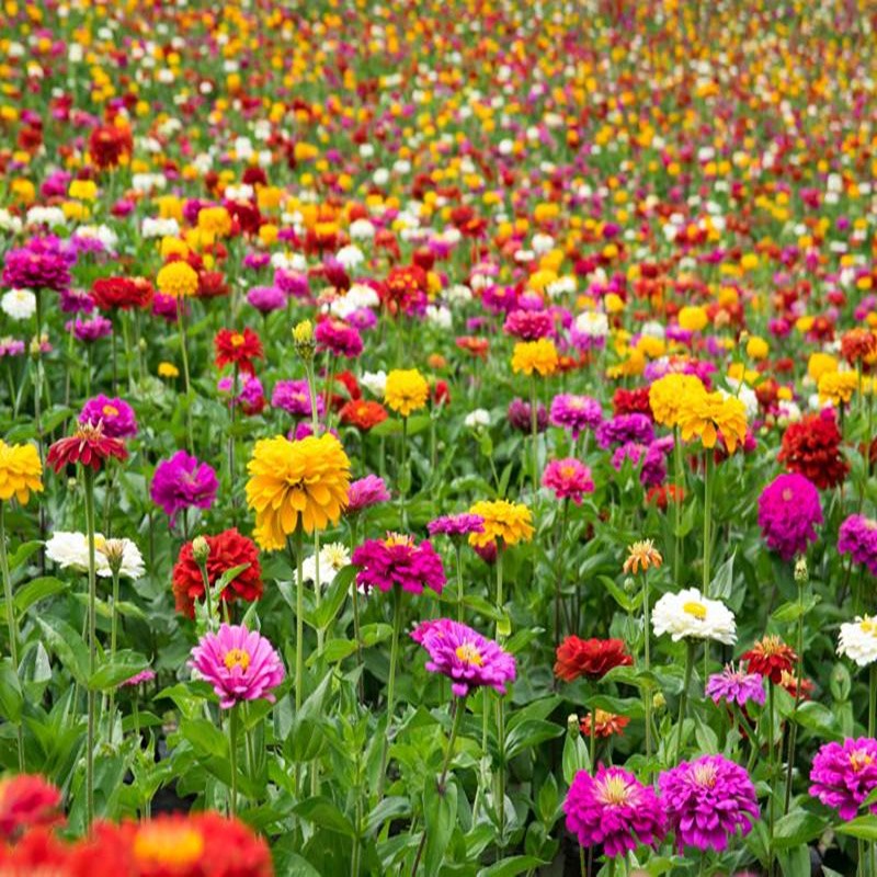 花友秀 百日草种子百日菊种籽花卉花籽易种庭院道路花海种植混色