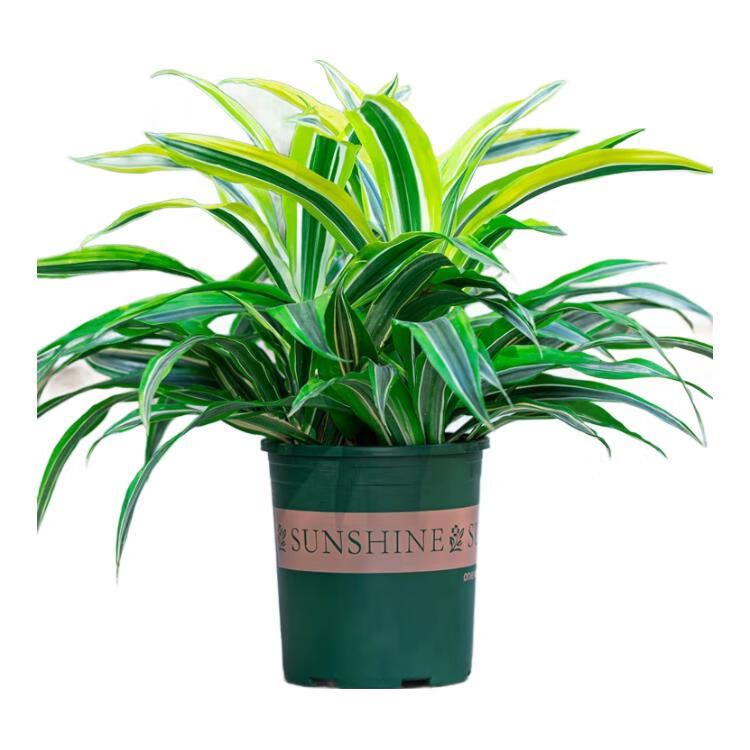 晶花通【同城配送两小时达】金边巴西美人盆栽家居客厅办公室前台大厅