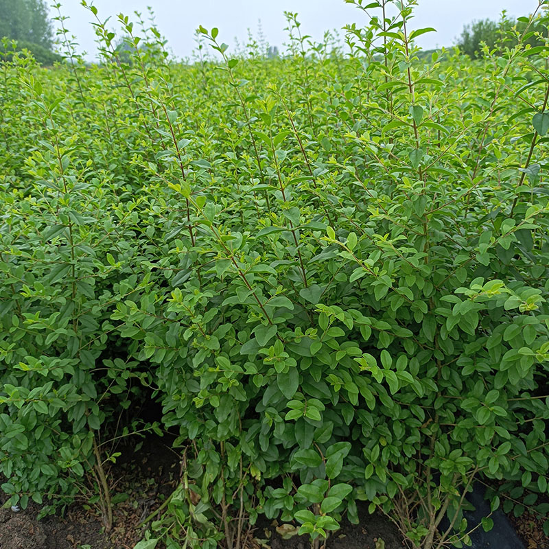 滨淇小叶女贞苗绿化造型球女贞四季常青/小叶女贞50-60高(100棵)