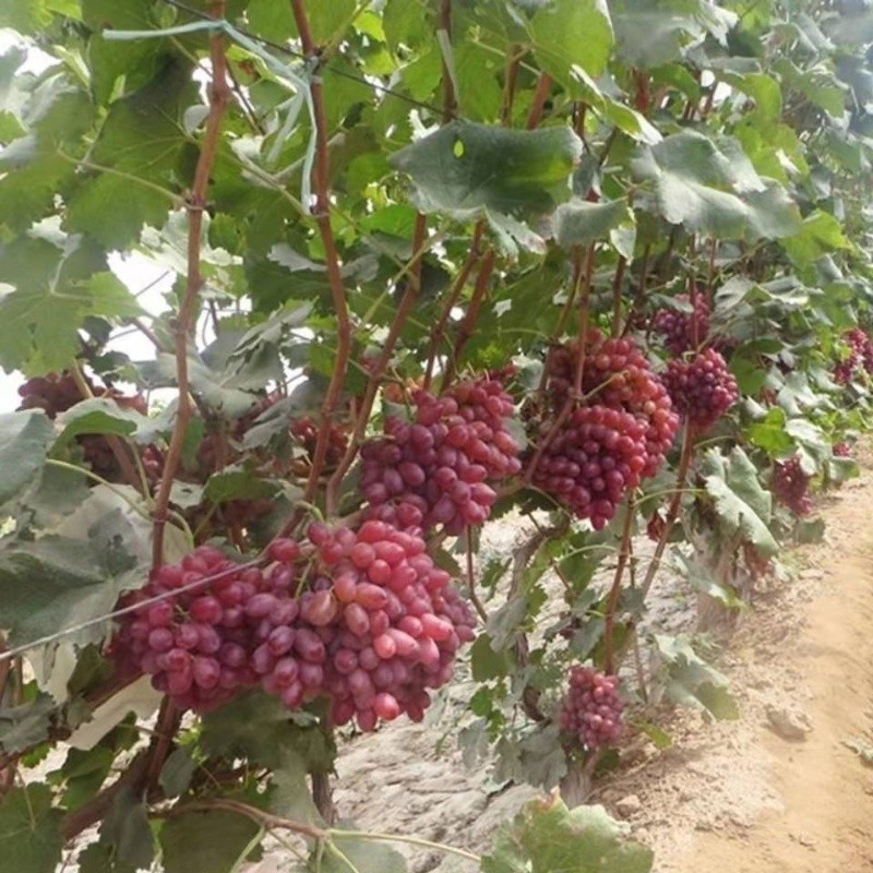 鹏翔宇【顺丰包邮】克伦生无籽红提葡萄脆甜红宝石提子当季新鲜孕妇水果 净重2斤【单人套餐】脆甜无籽